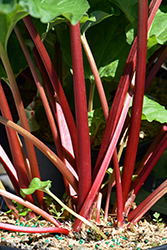 Canada Red Rhubarb (Rheum 'Canada Red') at Holland Nurseries