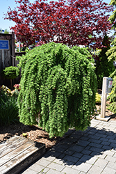 Weeping European Larch (Larix decidua 'Pendula') at Holland Nurseries