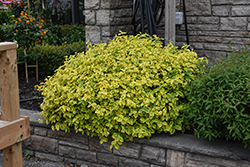 Canadale Gold Wintercreeper (Euonymus fortunei 'Canadale Gold') at Holland Nurseries