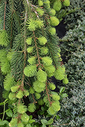 Weeping Norway Spruce (Picea abies 'Pendula') at Holland Nurseries