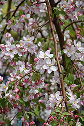 Red Jade Flowering Crab (Malus 'Red Jade') at Holland Nurseries