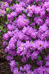 P.J.M. Elite Rhododendron (Rhododendron 'P.J.M. Elite') at Holland Nurseries