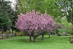 Kwanzan Flowering Cherry (Prunus serrulata 'Kwanzan') at Holland Nurseries