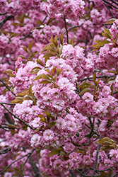 Kwanzan Flowering Cherry (Prunus serrulata 'Kwanzan') at Holland Nurseries