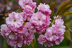 Kwanzan Flowering Cherry (Prunus serrulata 'Kwanzan') at Holland Nurseries