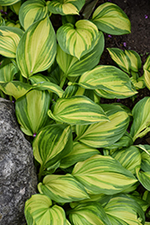 Rainbow's End Hosta (Hosta 'Rainbow's End') at Holland Nurseries
