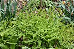 Northern Maidenhair Fern (Adiantum pedatum) at Holland Nurseries