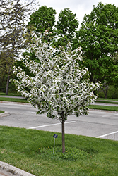 Harvest Gold Flowering Crab (Malus 'Harvest Gold') at Holland Nurseries