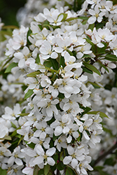 Harvest Gold Flowering Crab (Malus 'Harvest Gold') at Holland Nurseries