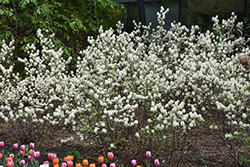 Mt. Airy Fothergilla (Fothergilla major 'Mt. Airy') at Holland Nurseries