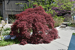 Inaba Shidare Cutleaf Japanese Maple (Acer palmatum 'Inaba Shidare') at Holland Nurseries