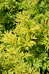 Golden Tower Elder (Sambucus nigra 'Jdeboer001') at Holland Nurseries