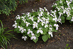 Great White Trillium (Trillium grandiflorum) at Holland Nurseries