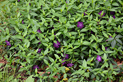 Wine Periwinkle (Vinca minor 'Atropurpurea') at Holland Nurseries
