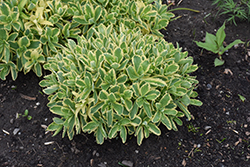 Frosted Fire Stonecrop (Sedum 'Frosted Fire') at Holland Nurseries
