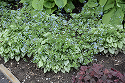 Jack Frost Bugloss (Brunnera macrophylla 'Jack Frost') at Holland Nurseries