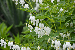 White Bleeding Heart (Dicentra spectabilis 'Alba') at Holland Nurseries
