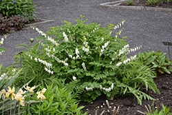 White Bleeding Heart (Dicentra spectabilis 'Alba') at Holland Nurseries