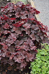 Palace Purple Coral Bells (Heuchera micrantha 'Palace Purple') at Holland Nurseries
