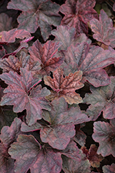 Palace Purple Coral Bells (Heuchera micrantha 'Palace Purple') at Holland Nurseries