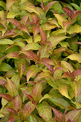 Firefly Diervilla (Diervilla 'Bokofire') at Holland Nurseries
