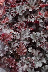 Melting Fire Coral Bells (Heuchera 'Melting Fire') at Holland Nurseries