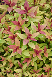 Poprocks Rainbow Fizz Spirea (Spiraea japonica 'Matgold') at Holland Nurseries