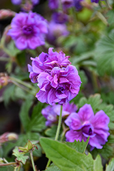 Birch's Double Cranesbill (Geranium himalayense 'Birch's Double') at Holland Nurseries