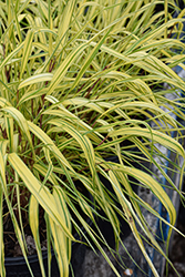 Golden Variegated Hakone Grass (Hakonechloa macra 'Aureola') at Holland Nurseries