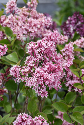 Fairytale Tinkerbelle Lilac (Syringa 'Bailbelle') at Holland Nurseries