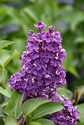 Pocahontas Lilac (Syringa x hyacinthiflora 'Pocahontas') at Holland Nurseries