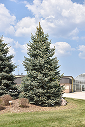 Baby Blue Blue Spruce (Picea pungens 'Baby Blue') at Holland Nurseries