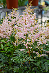Younique Silvery Pink Astilbe (Astilbe 'Verssilverypink') at Holland Nurseries