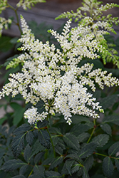 Fireworks White Chinese Astilbe (Astilbe chinensis 'Fireworks White') at Holland Nurseries