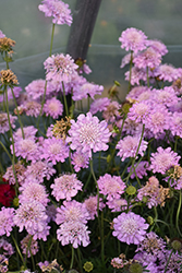 Pink Mist Pincushion Flower (Scabiosa 'Pink Mist') at Holland Nurseries
