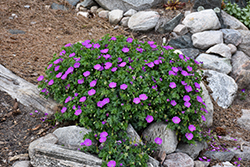 Bloody Cranesbill (Geranium sanguineum) at Holland Nurseries