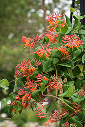 Dropmore Scarlet Trumpet Honeysuckle (Lonicera x brownii 'Dropmore Scarlet') at Holland Nurseries