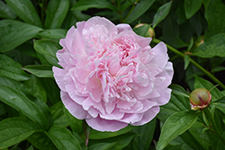 Sarah Bernhardt Peony (Paeonia 'Sarah Bernhardt') at Holland Nurseries