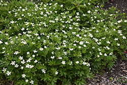 Windflower (Anemone sylvestris) at Holland Nurseries