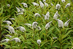 Gooseneck Loosestrife (Lysimachia clethroides) at Holland Nurseries