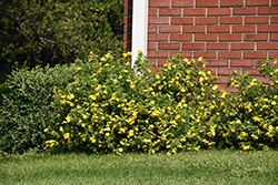 Goldfinger Potentilla (Potentilla fruticosa 'Goldfinger') at Holland Nurseries