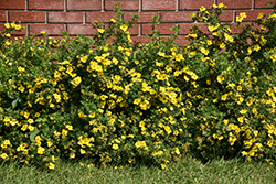 Gold Star Potentilla (Potentilla fruticosa 'Gold Star') at Holland Nurseries