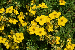 Gold Star Potentilla (Potentilla fruticosa 'Gold Star') at Holland Nurseries