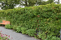 Englemann Ivy (Parthenocissus quinquefolia 'var. englemannii') at Holland Nurseries