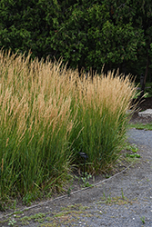 Karl Foerster Reed Grass (Calamagrostis x acutiflora 'Karl Foerster') at Holland Nurseries