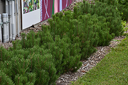 Dwarf Mugo Pine (Pinus mugo var. pumilio) at Holland Nurseries
