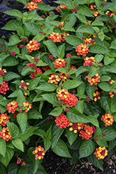 Bloomify Red Lantana (Lantana camara 'UF-1013A-2A') at Holland Nurseries