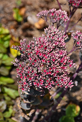 Thunderhead Stonecrop (Sedum 'Thunderhead') at Holland Nurseries