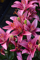 Lily Looks Tiny Pearl Lily (Lilium 'Tiny Pearl') at Holland Nurseries