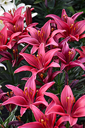 Lily Looks Tiny Ghost Lily (Lilium 'Tiny Ghost') at Holland Nurseries